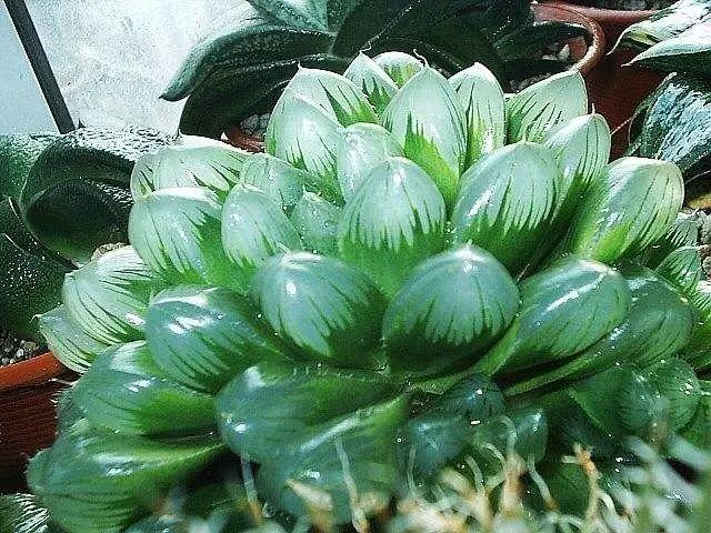 花花世界|40種多肉植物的秋季養(yǎng)護(hù)經(jīng)驗(yàn)??！入秋之后的你必備哦。