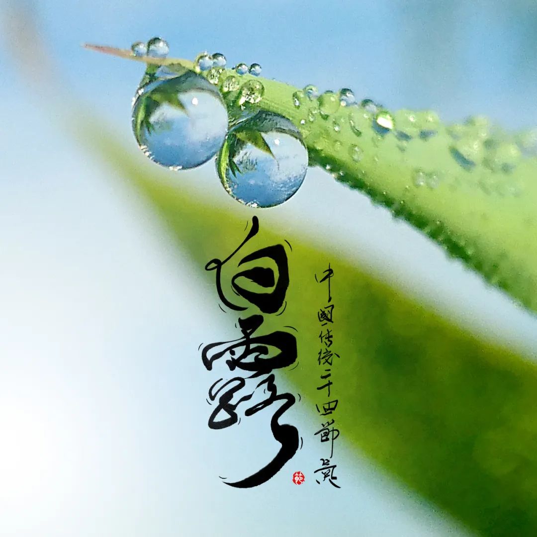 今日白露|露從今夜白，涼自此時(shí)生